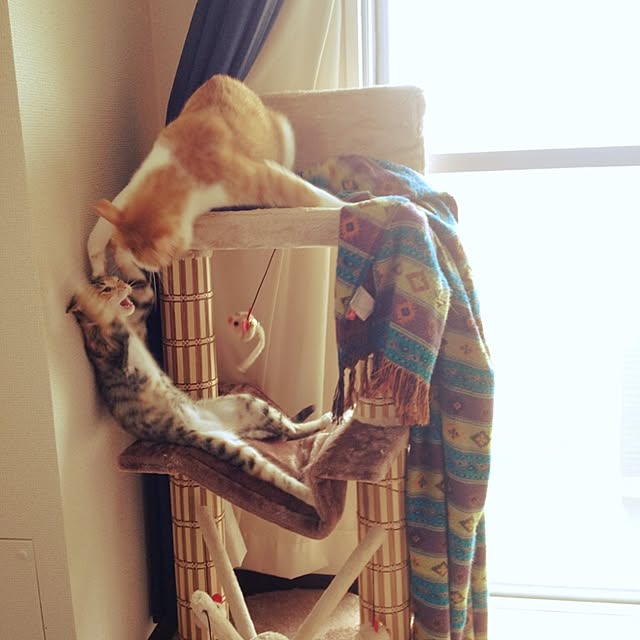 yoshinari_tokuteruさんの実例写真