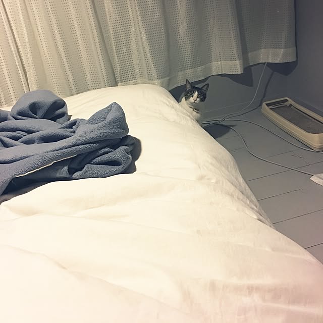Shihoさんの実例写真