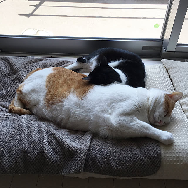 bikkeさんの実例写真