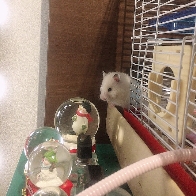 sasaさんの実例写真