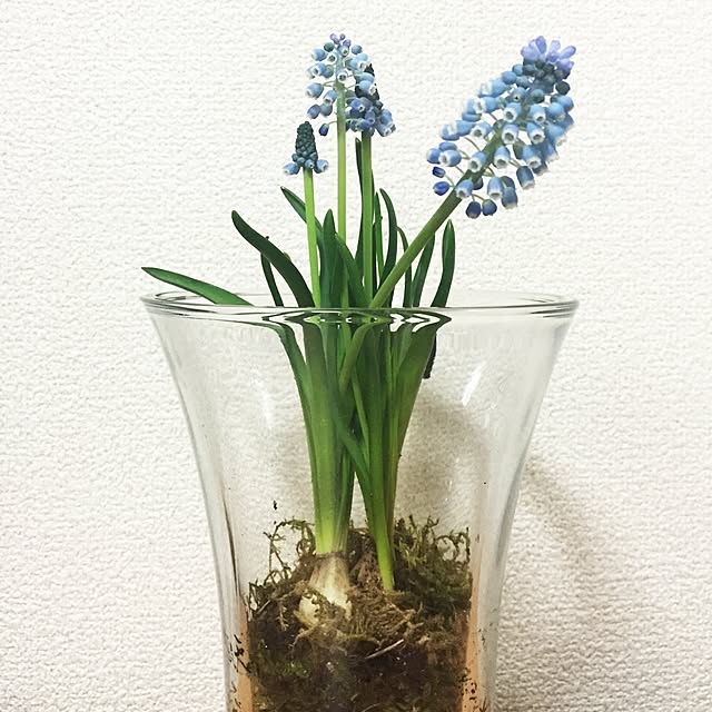 棚/観葉植物のインテリア実例 - 2016-02-04 21:25:55