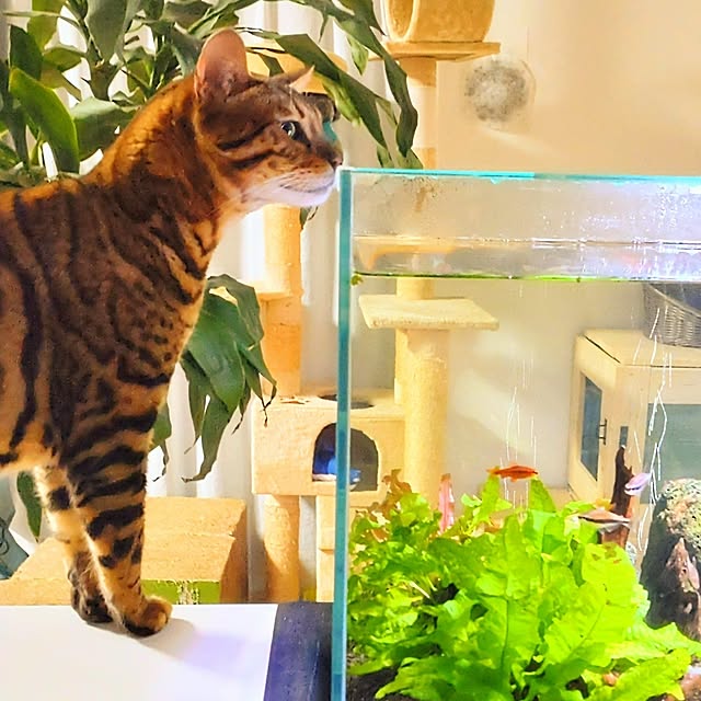 キッチン/リラックスタイム/ねこと暮らす/水槽 アクアリウム/観葉植物...などのインテリア実例 - 2023-03-24 18:51:20