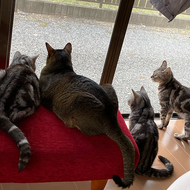 zabonzabonさんの実例写真