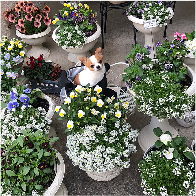 cocoさんの部屋