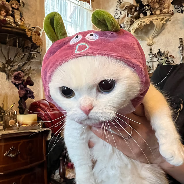 AYUKOさんの部屋