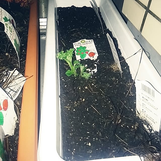 shugoさんの実例写真