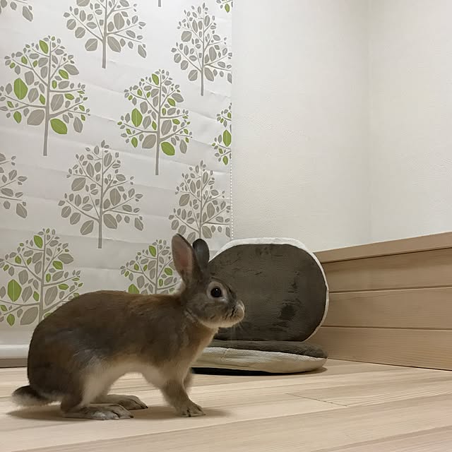 da-shaさんの実例写真