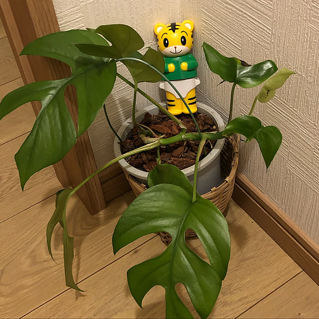 ansanさんの実例写真