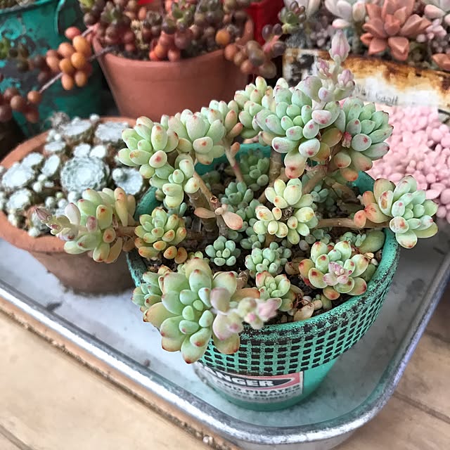 miniさんの実例写真