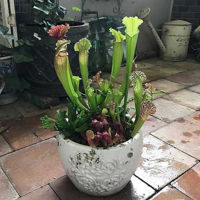 mamisazさんの実例写真