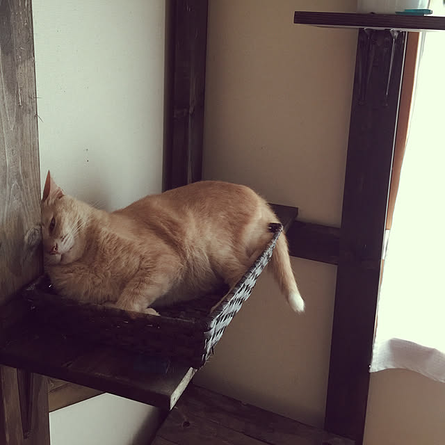 mikan161さんの実例写真