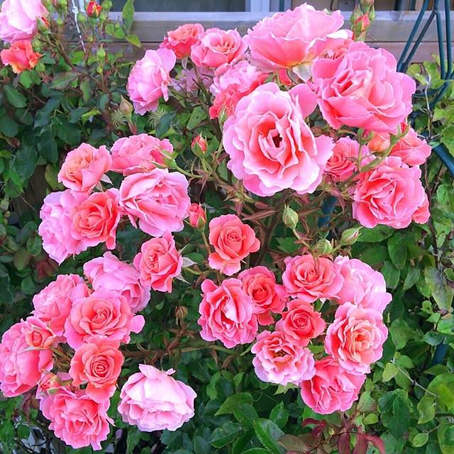 HappyRoseさんの実例写真