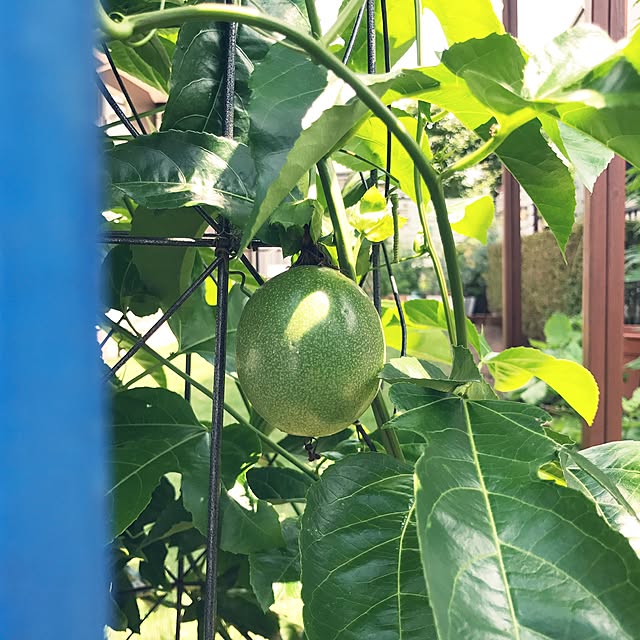 kokko3さんの実例写真
