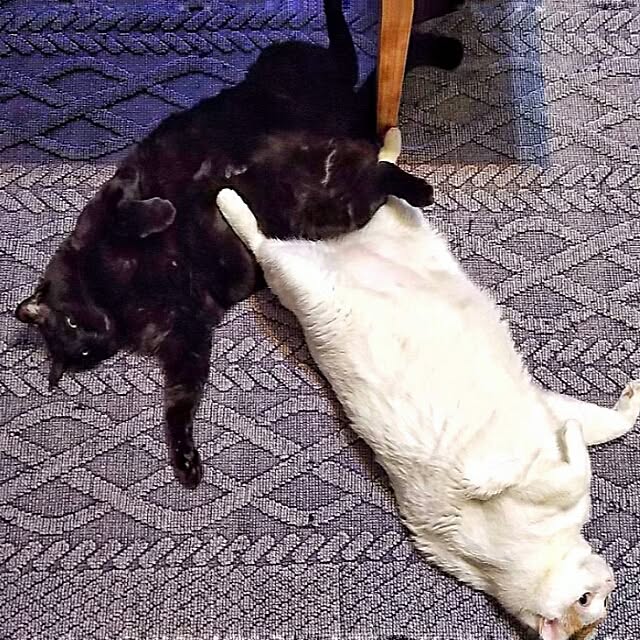 ugさんの実例写真