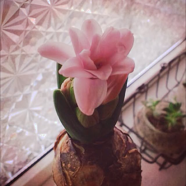 cotocotorinさんの実例写真
