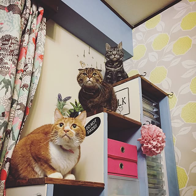 yuccoさんの実例写真