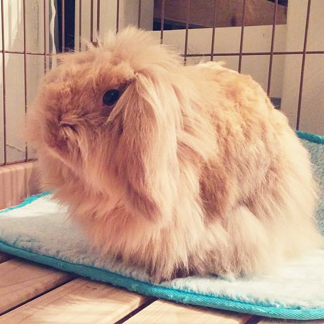 nana80174886hさんの実例写真