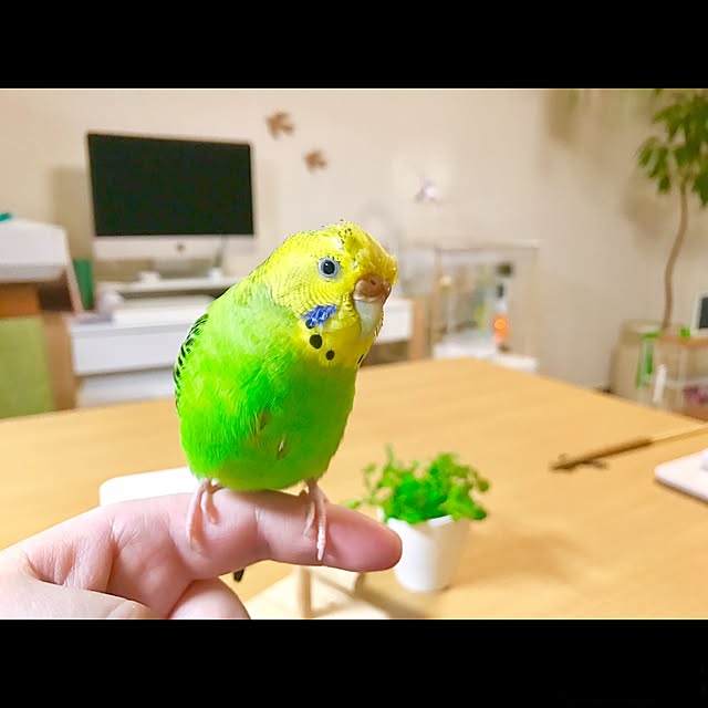 shirokinaさんの実例写真