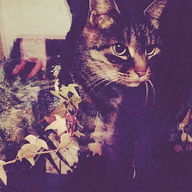 mamechanさんの実例写真