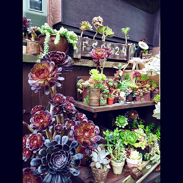 kokohanoさんの実例写真