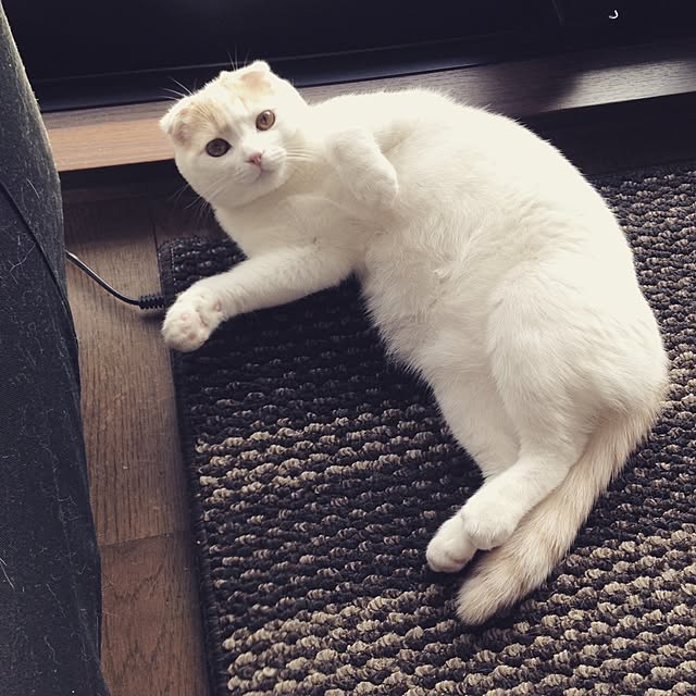 onojiijiさんの実例写真