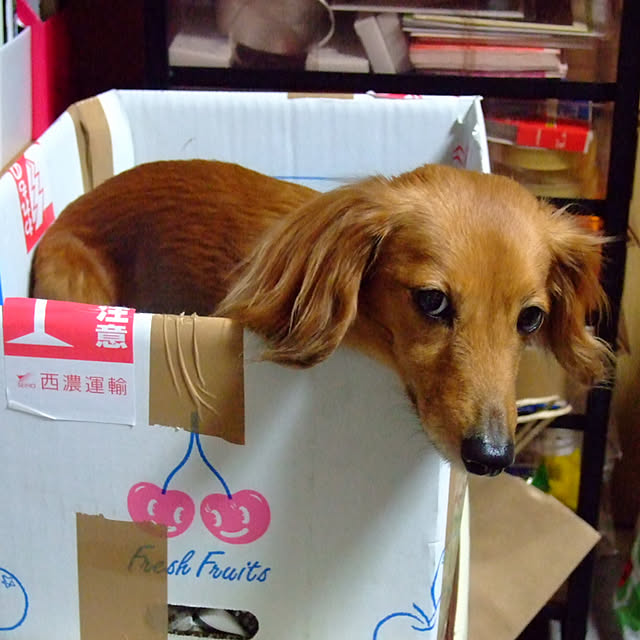 asako_geekさんの実例写真