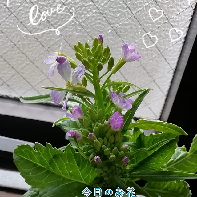 sakiさんの実例写真