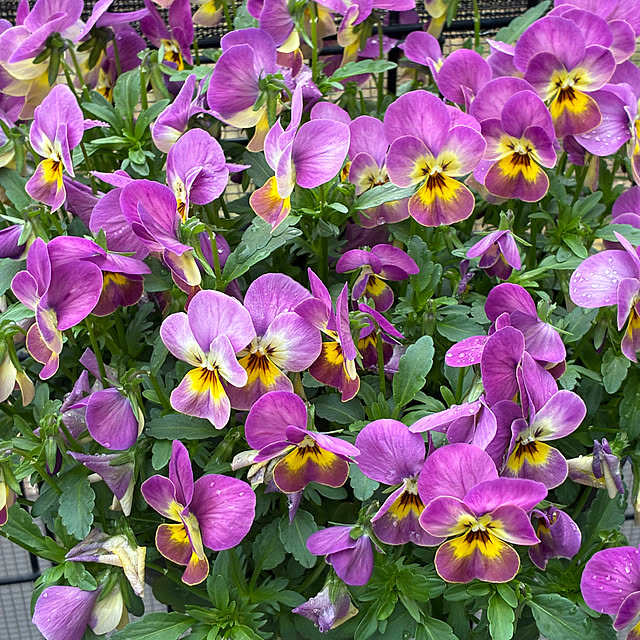 romiromiさんの実例写真