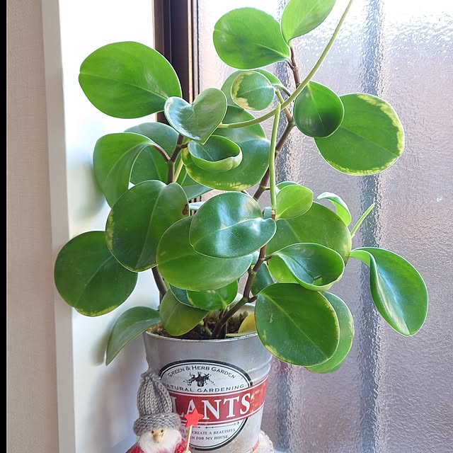 HARUNEKOさんの部屋