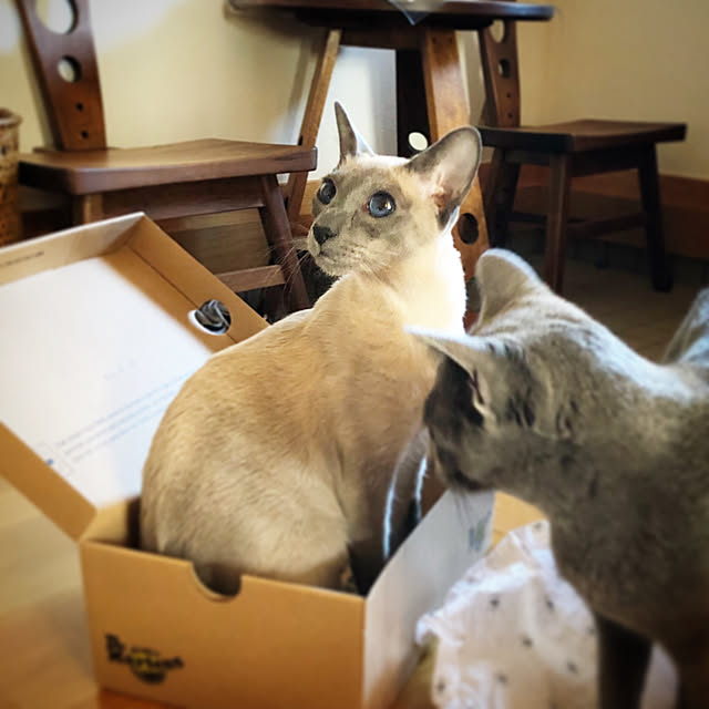 mujinekoさんの実例写真