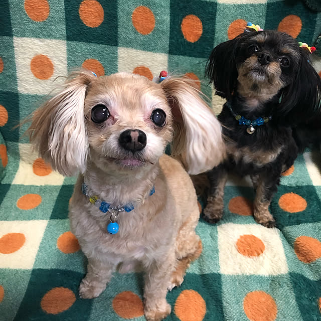 lucky3919-koroさんの実例写真