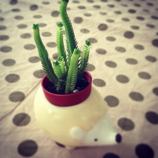chunpomさんの実例写真