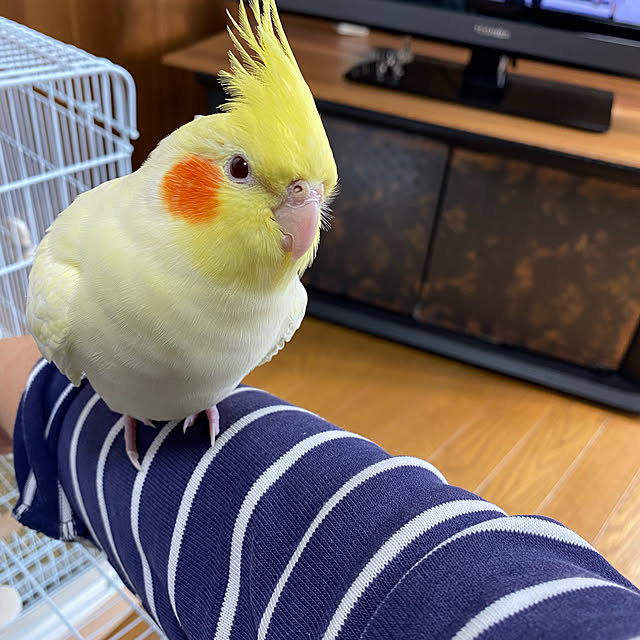 mimoza.さんの実例写真