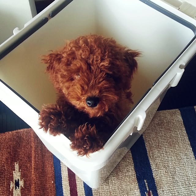 ooriikaaさんの実例写真