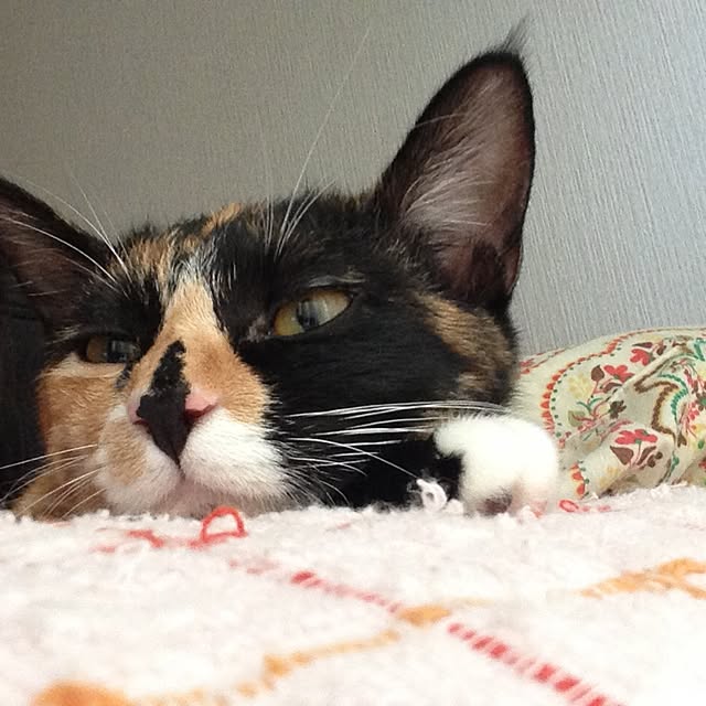 a_ko_a_koさんの実例写真