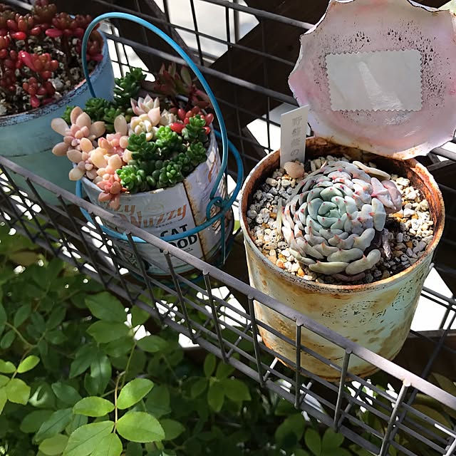 maikaさんの実例写真
