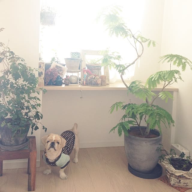 bubuさんの実例写真