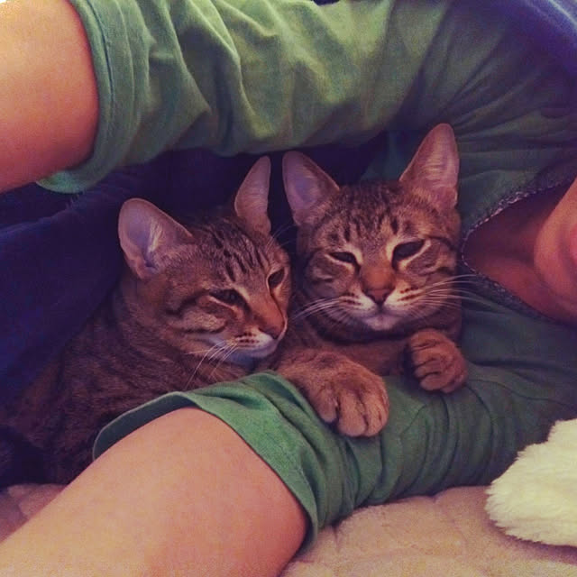 実例写真