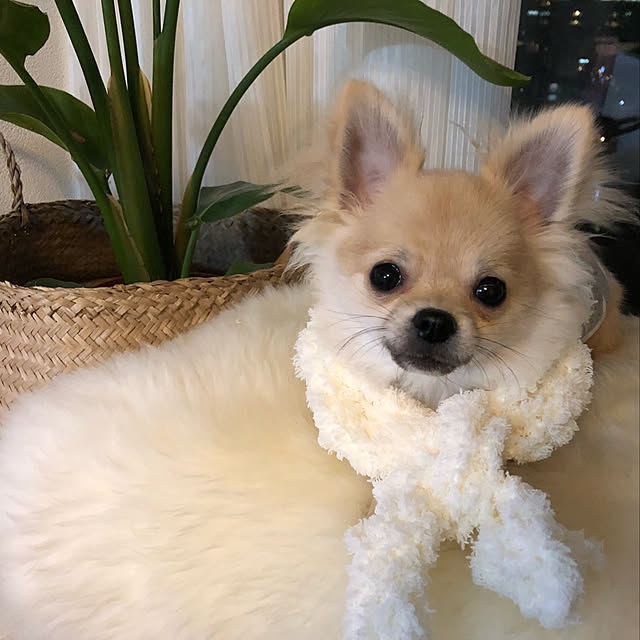 dogslifeさんの実例写真