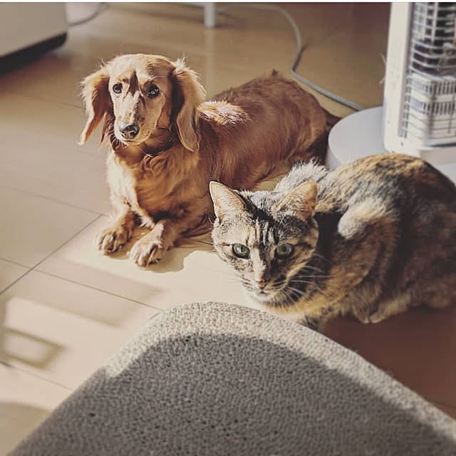 pikuさんの実例写真