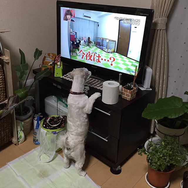 emiさんの実例写真