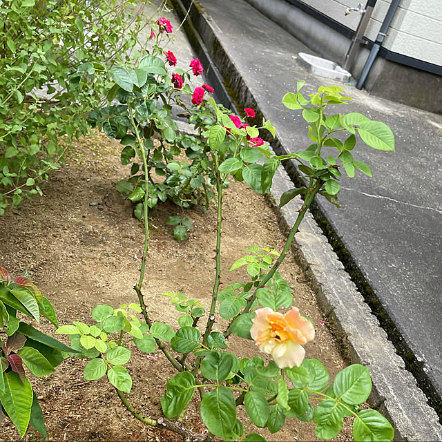 kakoさんの実例写真