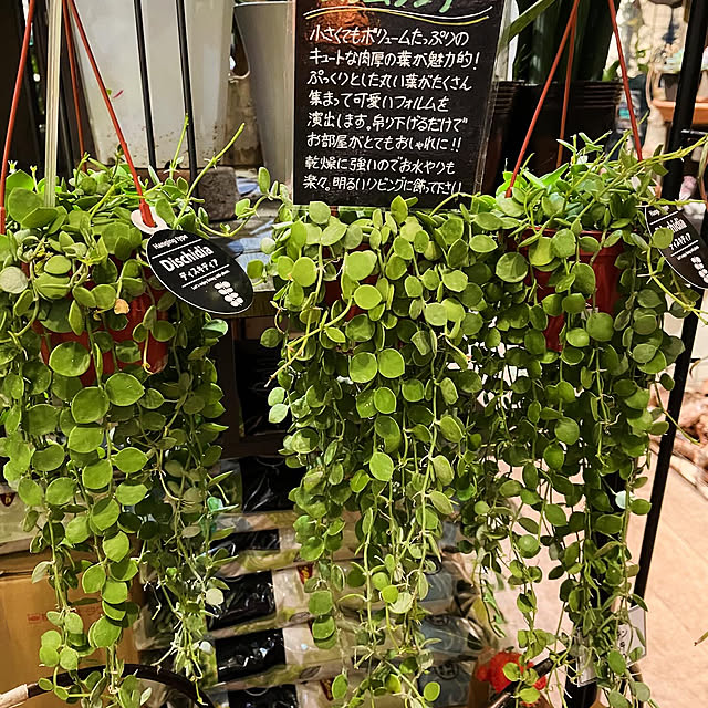 rokaさんの部屋
