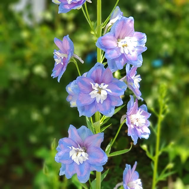 chidorinさんの実例写真
