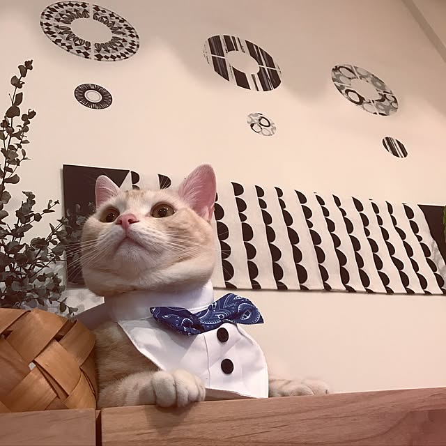 hiyupan88さんの実例写真