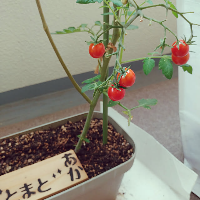 Eriさんの実例写真