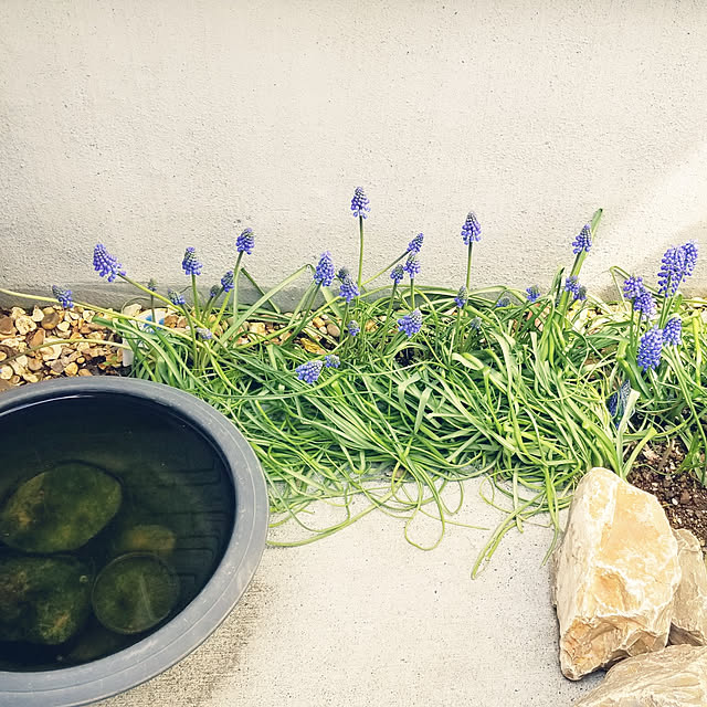 玄関/入り口/植物が好き/植物のある暮らし/小さな庭/統一感なし...などのインテリア実例 - 2022-04-02 14:12:45