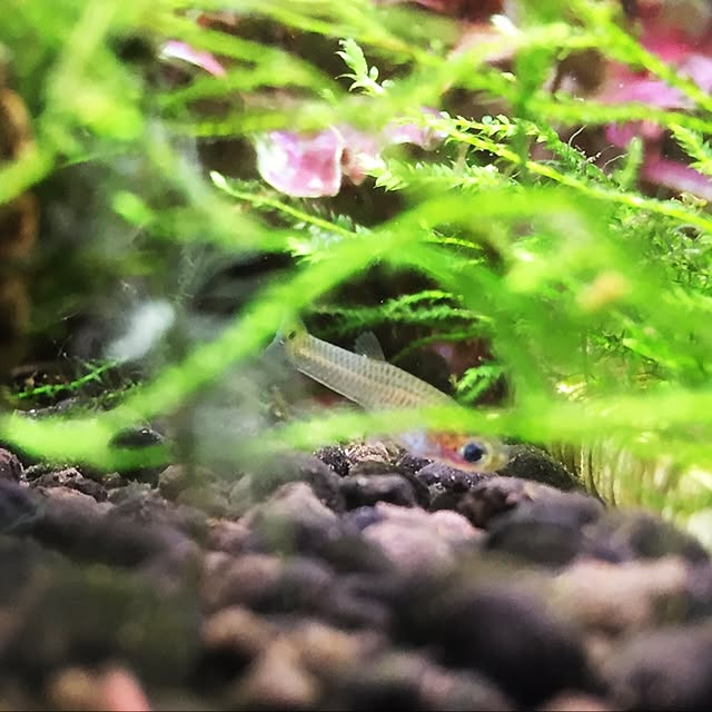 koheiさんの実例写真