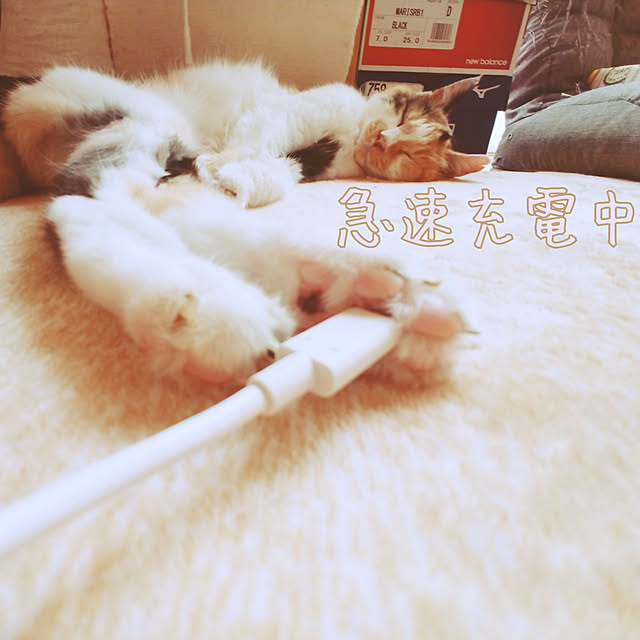 choku3さんの実例写真