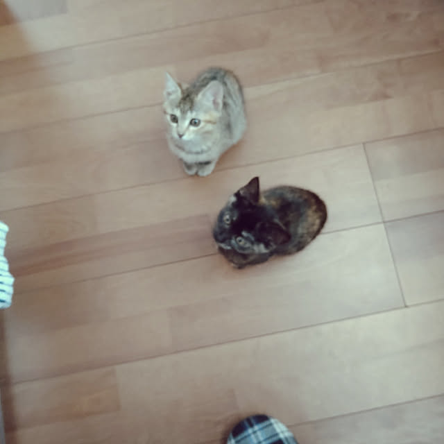 mamekoさんの実例写真